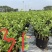 大量供应两年、三年茉莉花苗，以及茉莉花盆栽
