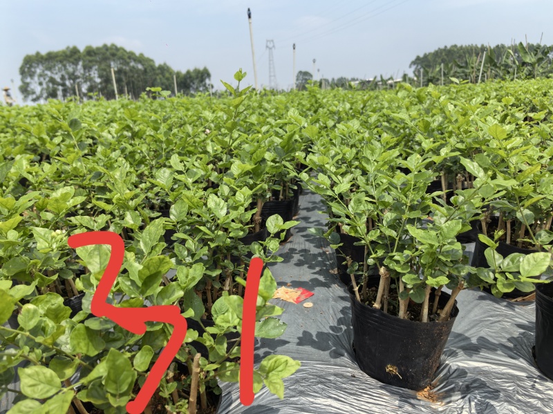 大量供应两年、三年茉莉花苗，以及茉莉花盆栽