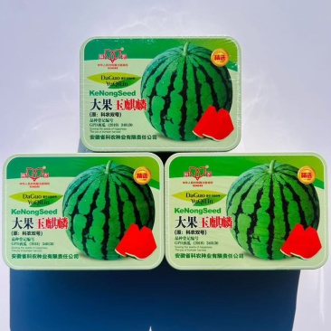 大果玉麒麟中晚熟适应性强薄皮口感脆纤维少正宗西瓜种子罐装正品