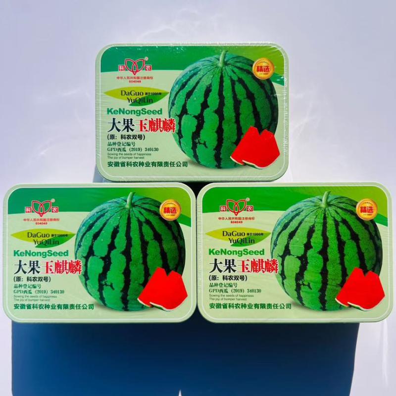 大果玉麒麟中晚熟适应性强薄皮口感脆纤维少正宗西瓜种子罐装正品