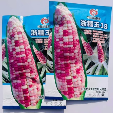 晓富浙糯玉18号玉米种子皮薄糯性好口感型花糯玉米种子香糯玉米