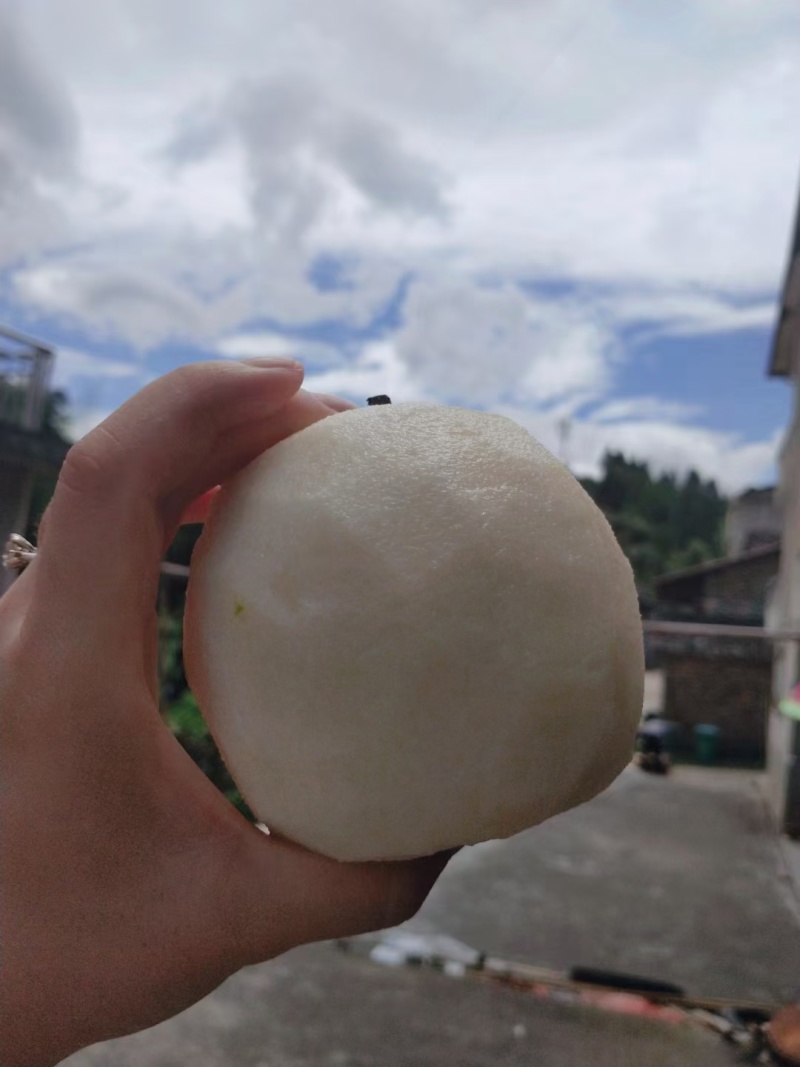 建宁翠冠梨黄花梨支持一件代发