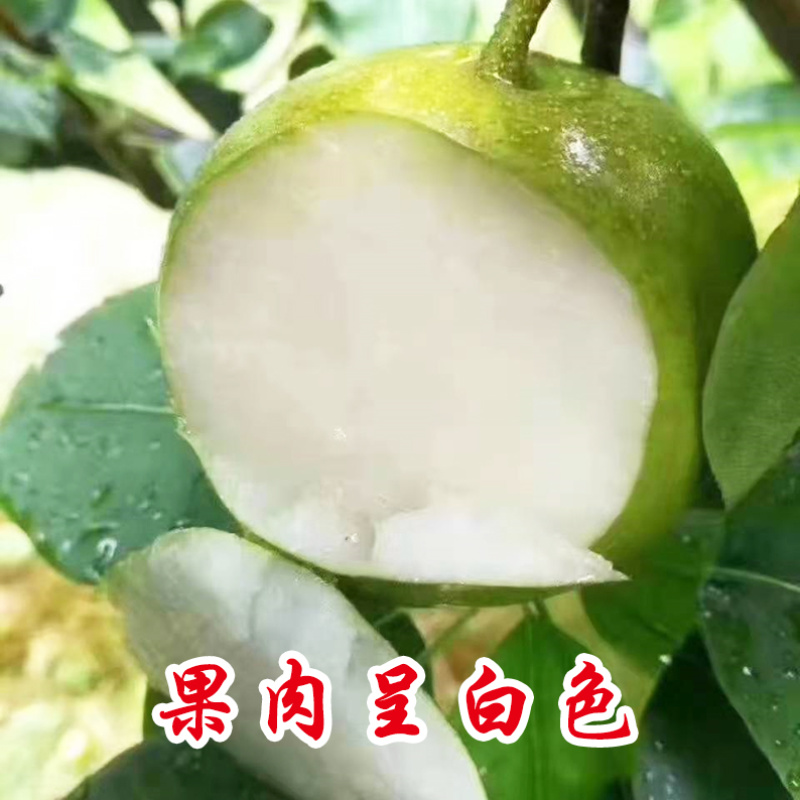 建宁翠冠梨黄花梨支持一件代发