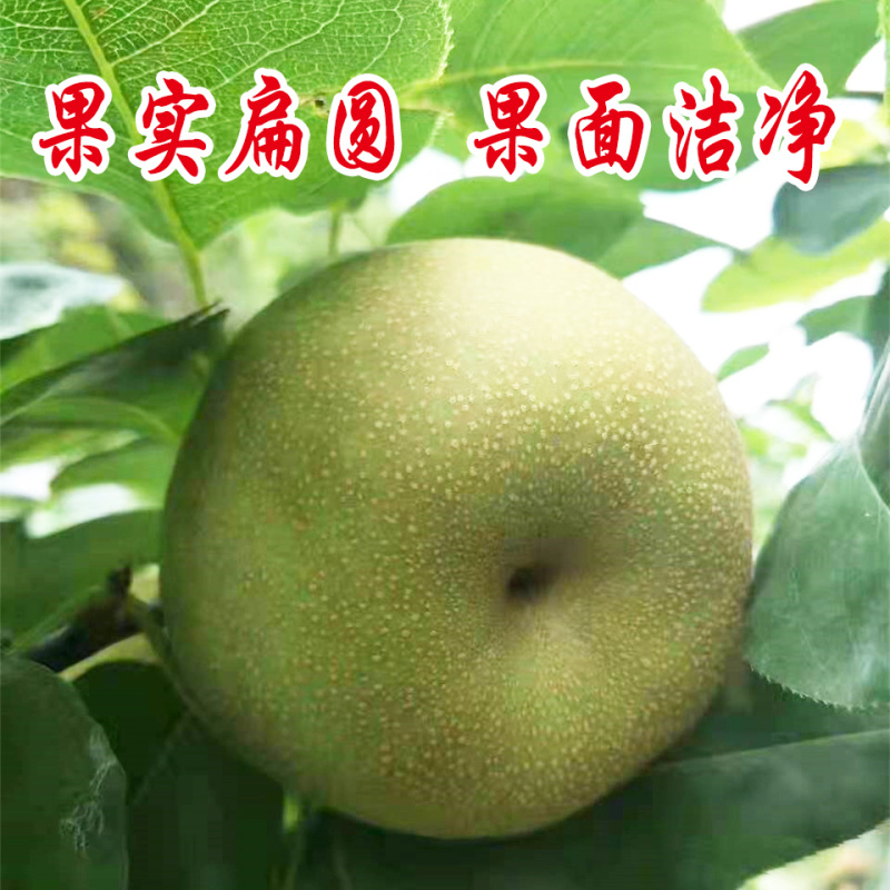 建宁翠冠梨黄花梨支持一件代发