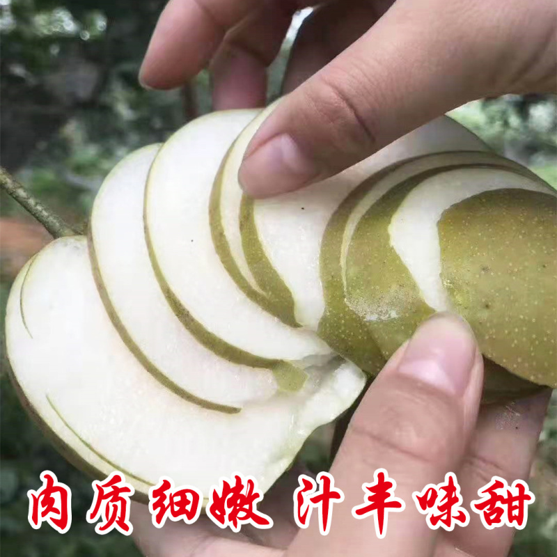 建宁翠冠梨黄花梨支持一件代发