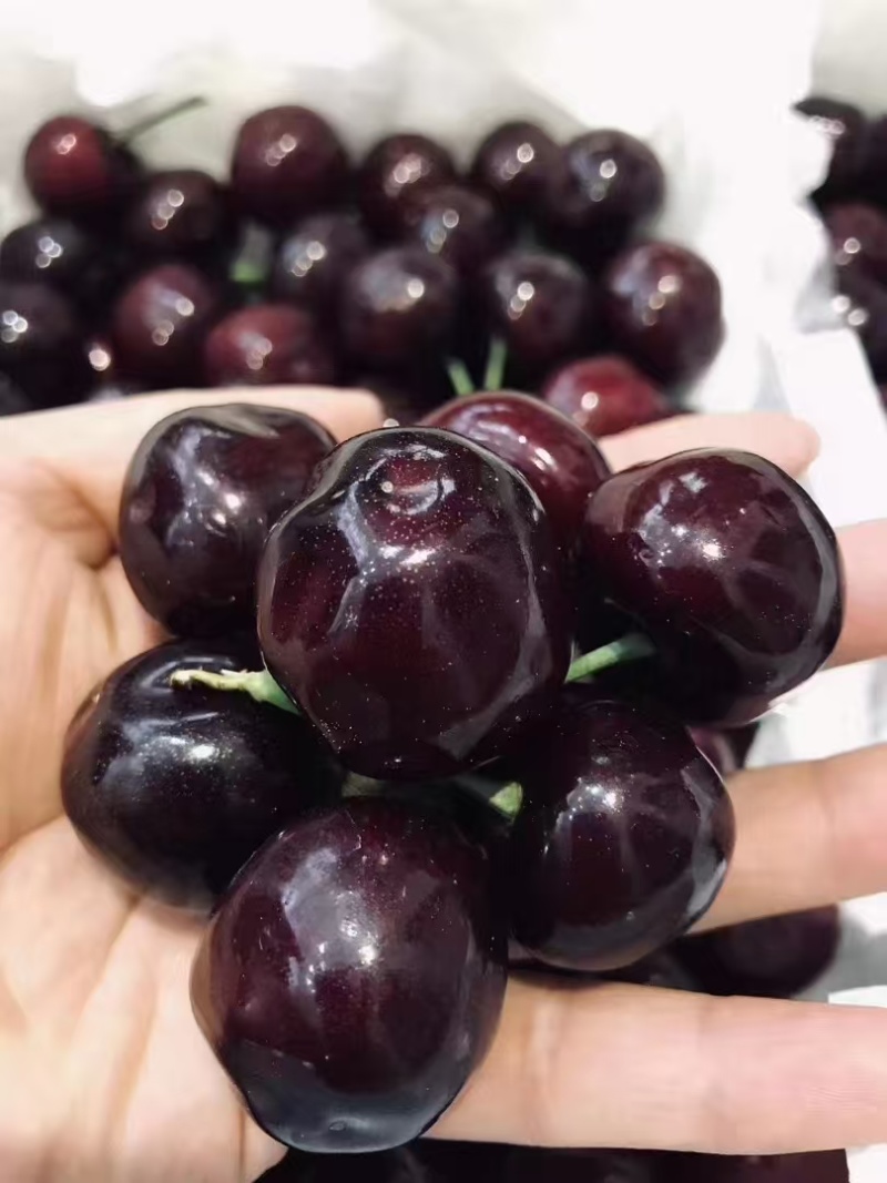 “天之甘泉”樱桃🍒/天水樱桃🍒/樱桃🍒小丸子/樱桃姐姐
