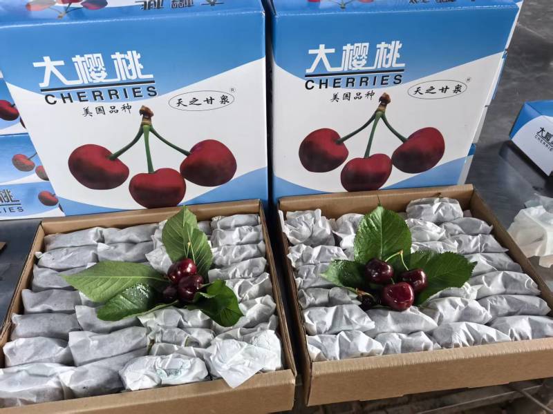 “天之甘泉”樱桃🍒/天水樱桃🍒/樱桃🍒小丸子/樱桃姐姐