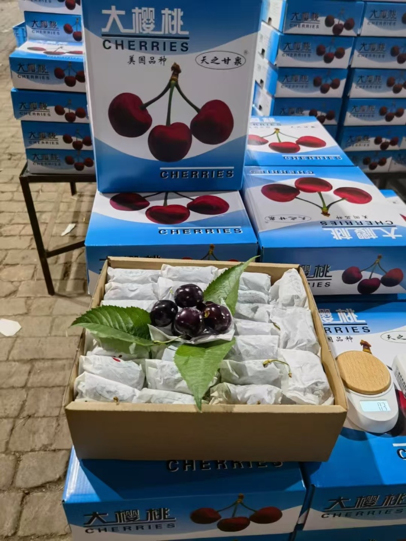 “天之甘泉”樱桃🍒/天水樱桃🍒/樱桃🍒小丸子/樱桃姐姐