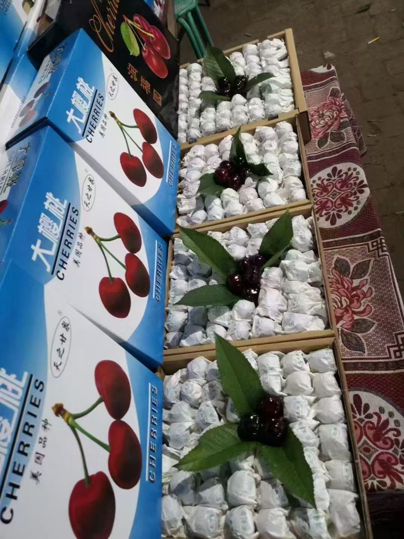 “天之甘泉”樱桃🍒/天水樱桃🍒/樱桃🍒小丸子/樱桃姐姐