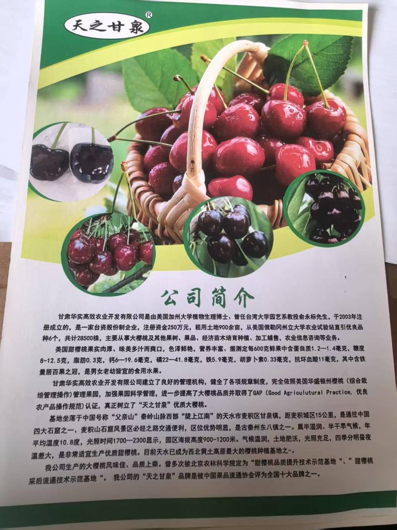 “天之甘泉”樱桃🍒/天水樱桃🍒/樱桃🍒小丸子/樱桃姐姐