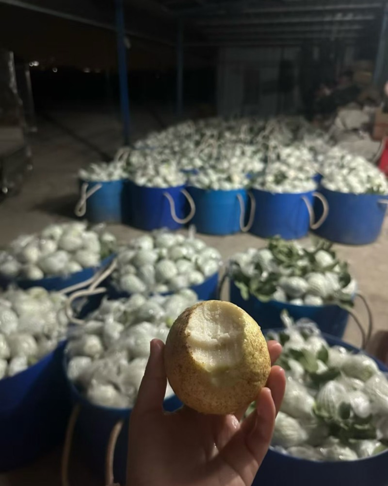番石榴