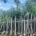 蓝花楹3-15分，截杠，骨架，基地直销，一手货源，大量出售