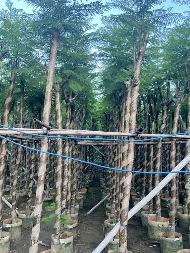 蓝花楹3-15分，截杠，骨架，基地直销，一手货源，大量出售