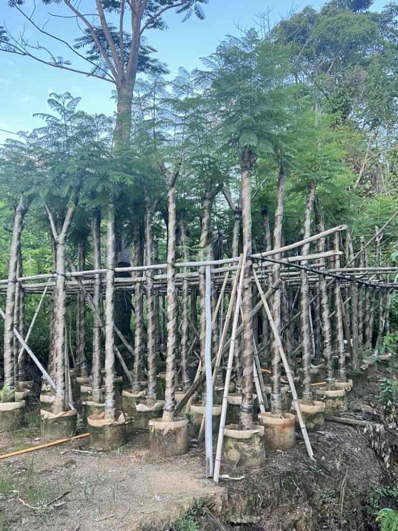 蓝花楹3-15分，截杠，骨架，基地直销，一手货源，大量出售