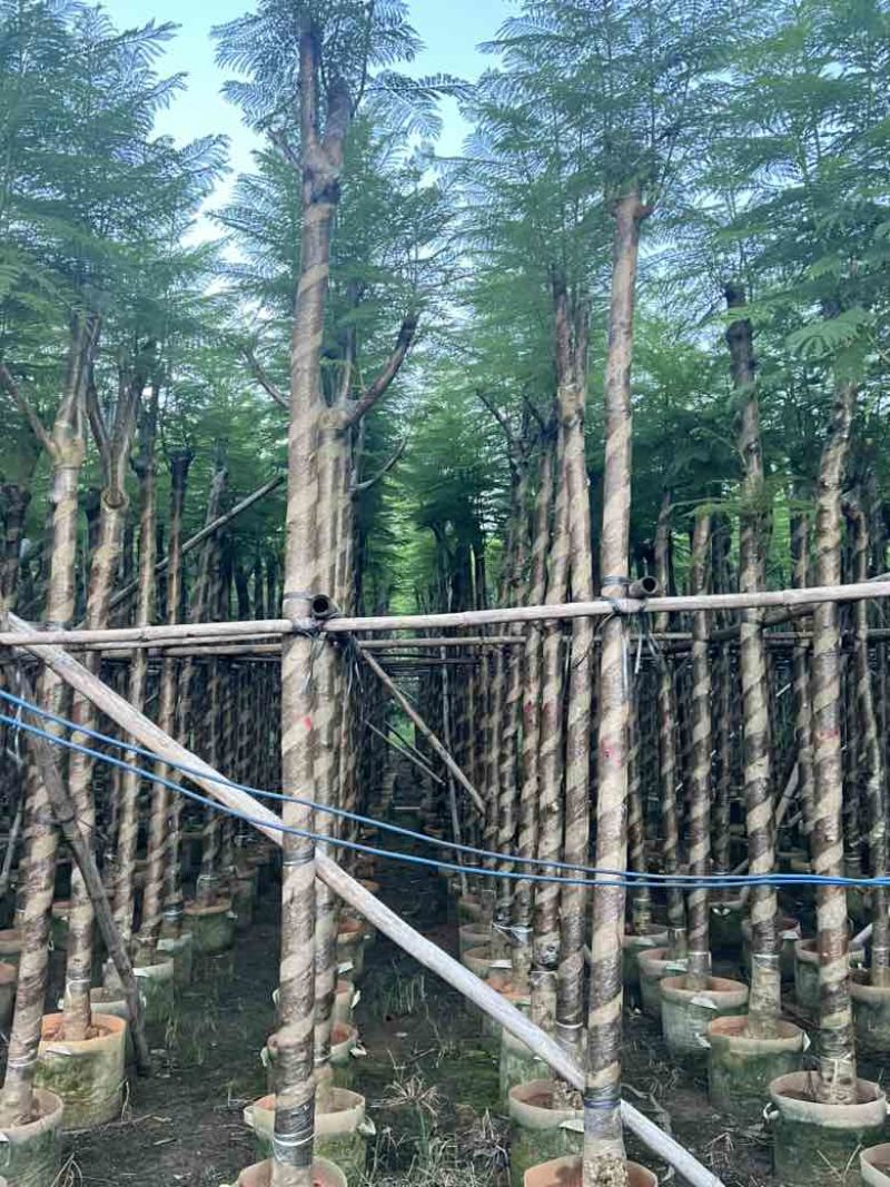 蓝花楹3-15分，截杠，骨架，基地直销，一手货源，大量出售