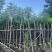 蓝花楹3-15分，截杠，骨架，基地直销，一手货源，大量出售