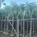 蓝花楹3-15分，截杠，骨架，基地直销，一手货源，大量出售