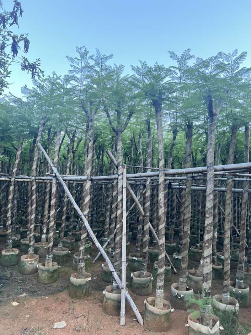 蓝花楹3-15分，截杠，骨架，基地直销，一手货源，大量出售