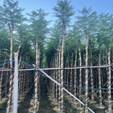 蓝花楹3-15分，截杠，骨架，基地直销，一手货源，大量出售