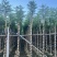 蓝花楹3-15分，截杠，骨架，基地直销，一手货源，大量出售