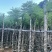 蓝花楹3-15分，截杠，骨架，基地直销，一手货源，大量出售