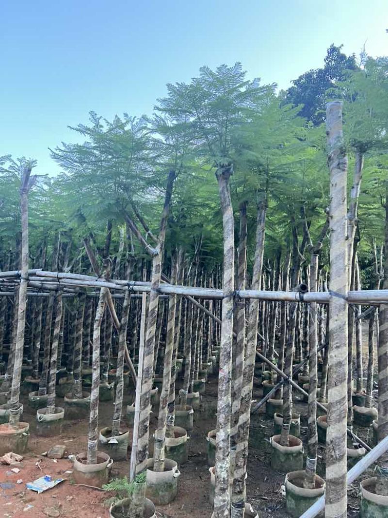 蓝花楹3-15分，截杠，骨架，基地直销，一手货源，大量出售