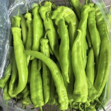山东东平直发新秧尖椒，可供电商超市档口，欢迎下单。