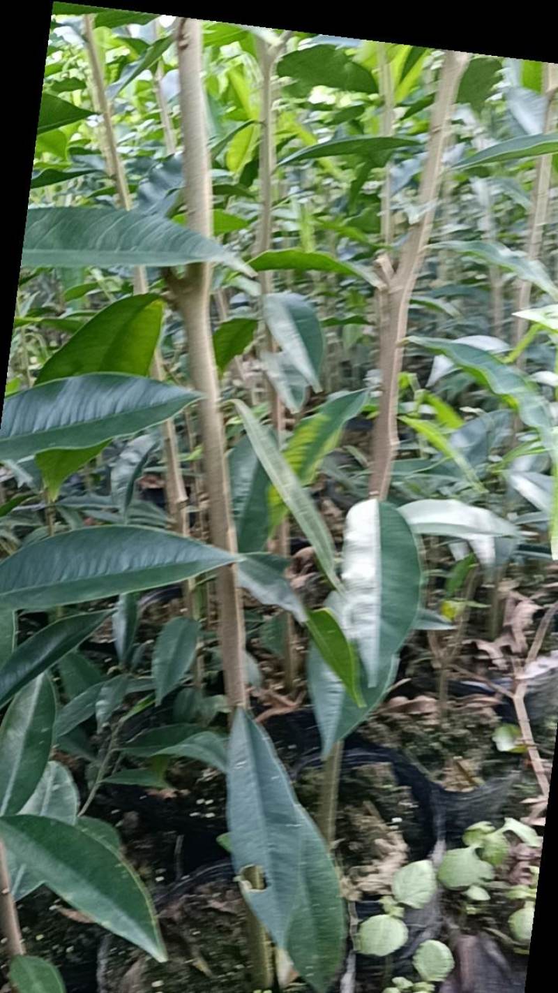 沉香底苗