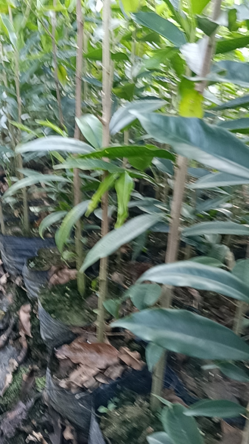 沉香底苗