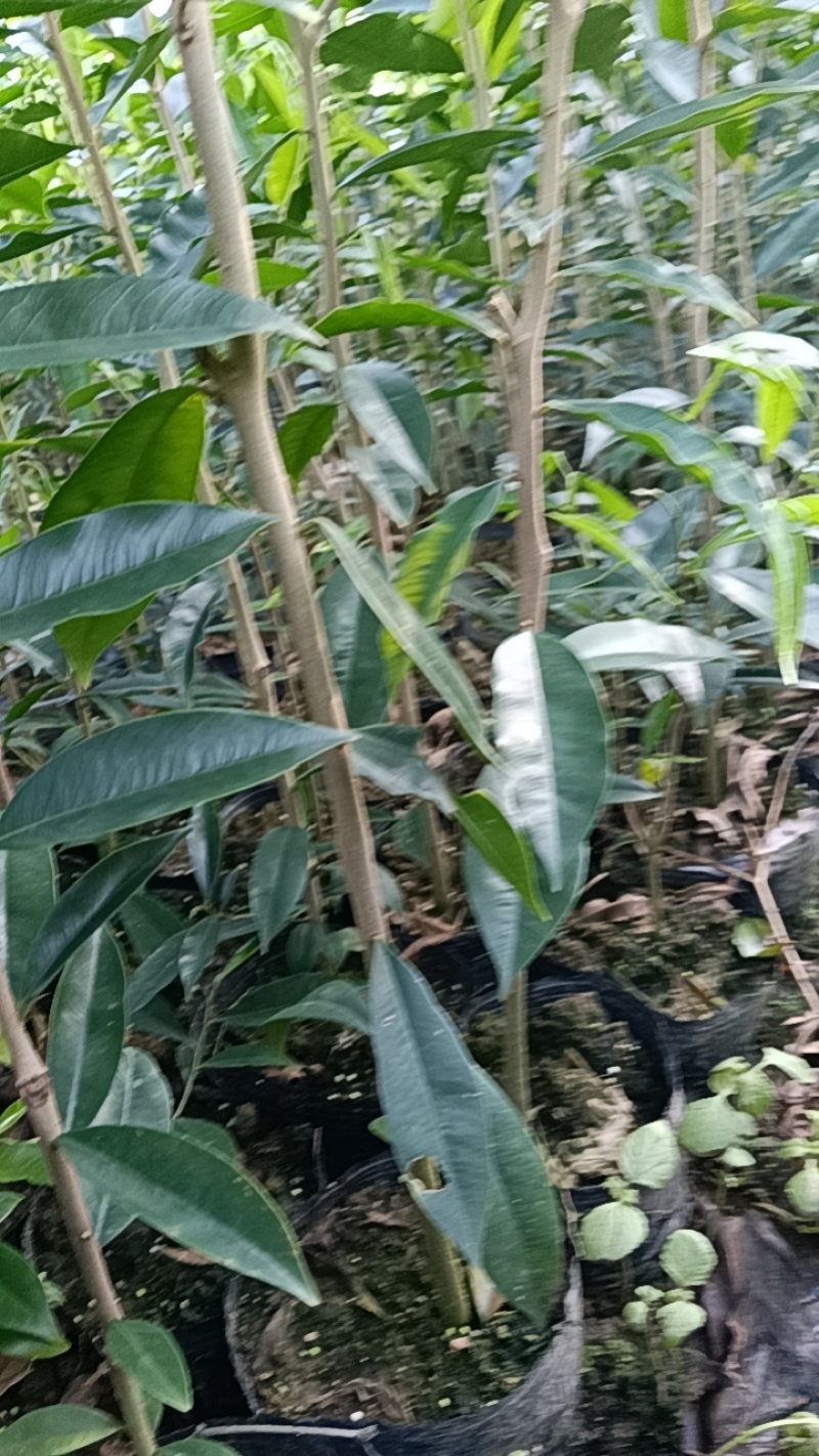 沉香底苗