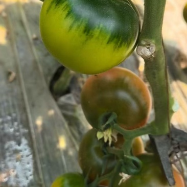 草莓柿子