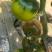 草莓柿子