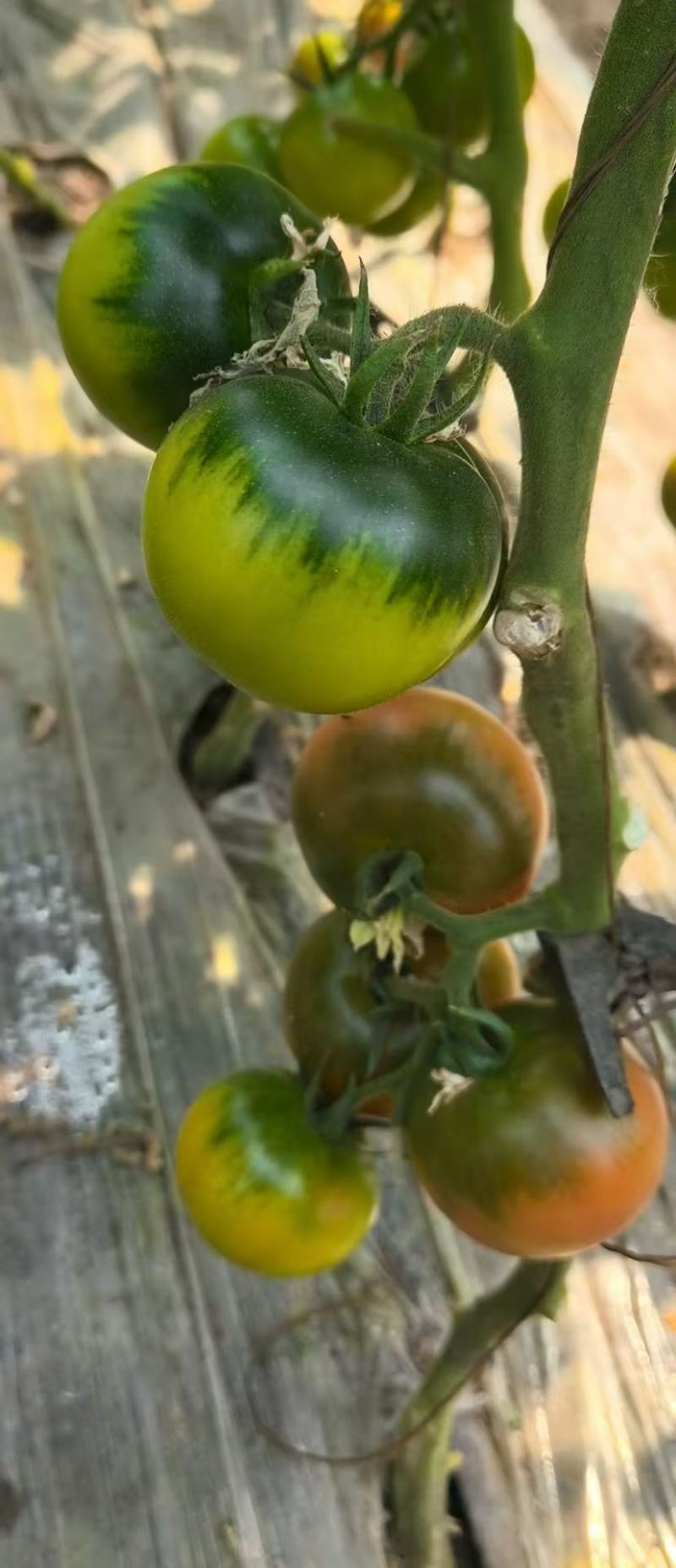 草莓柿子