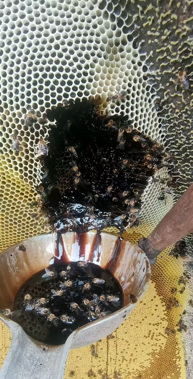 云南悬崖野生蜂蜜