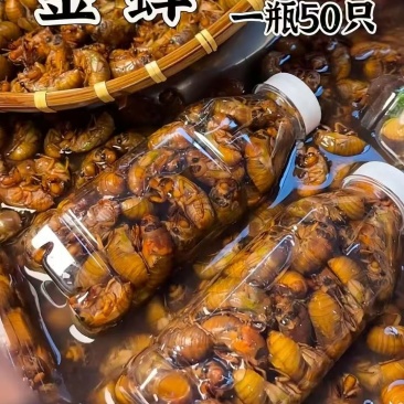 松蝉，杜仲，本地大金蝉，一件代发