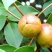 山茶油