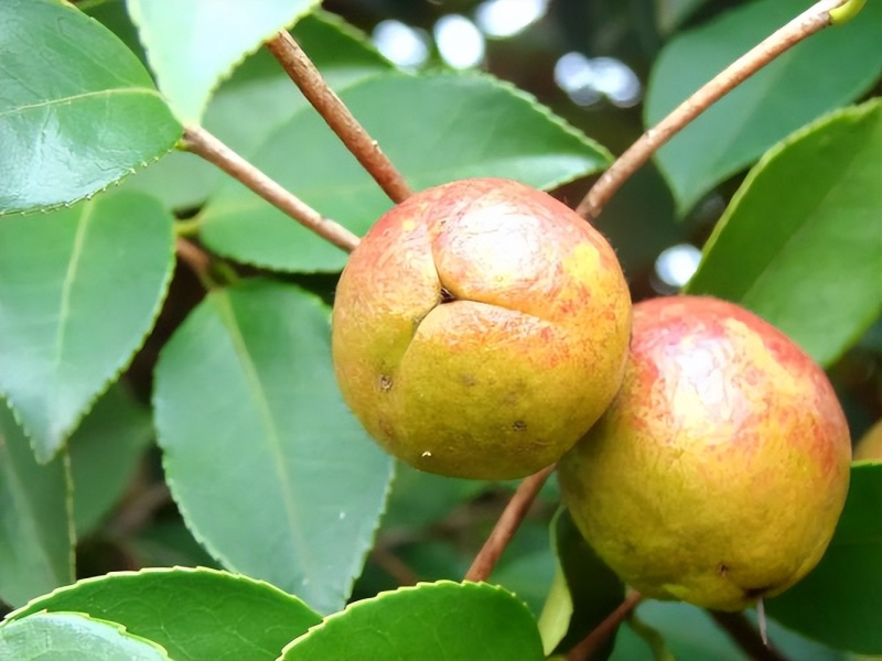 山茶油