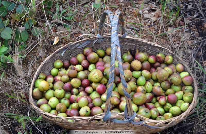 山茶油
