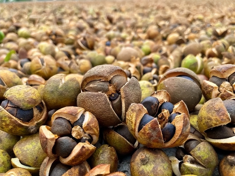 山茶油