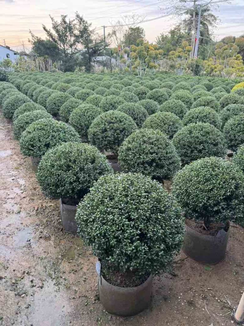龟甲冬青50-120高，基地直销，一手货源，大量低价出售