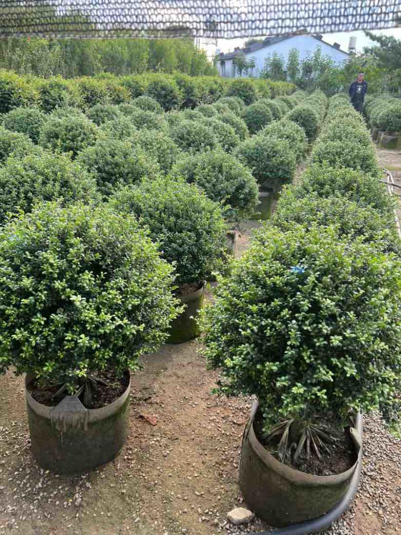 龟甲冬青50-120高，基地直销，一手货源，大量低价出售
