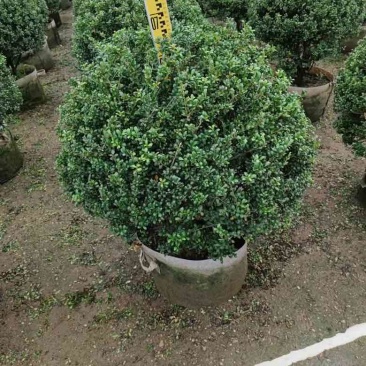 龟甲冬青50-120高，基地直销，一手货源，大量低价出售