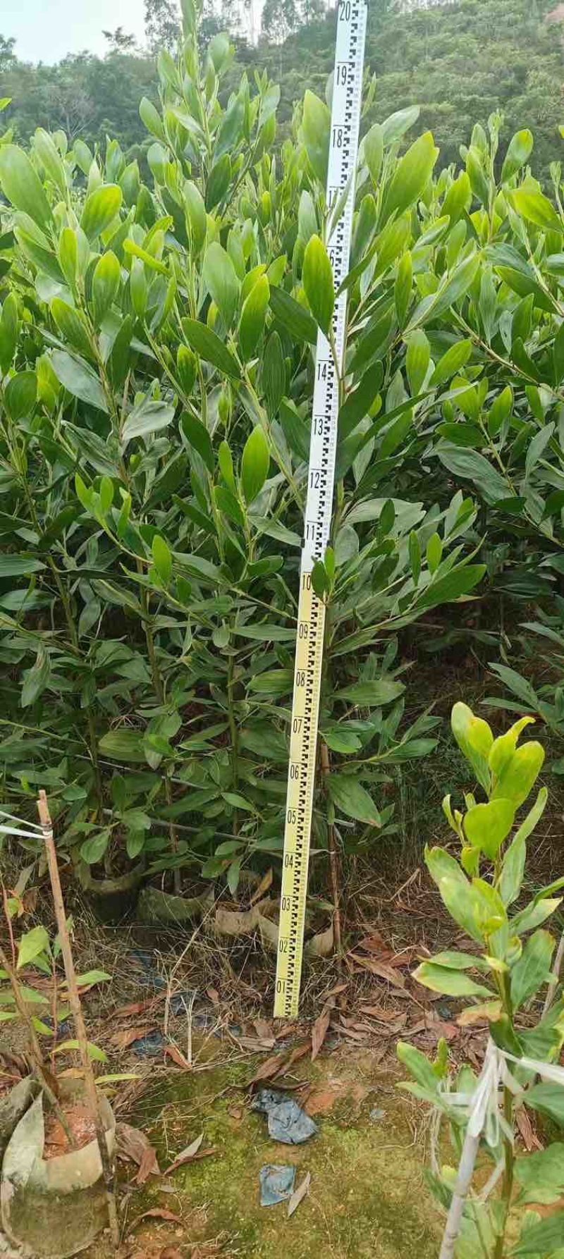 马占相思1-5分，基地直销，一手货源，大量低价出售