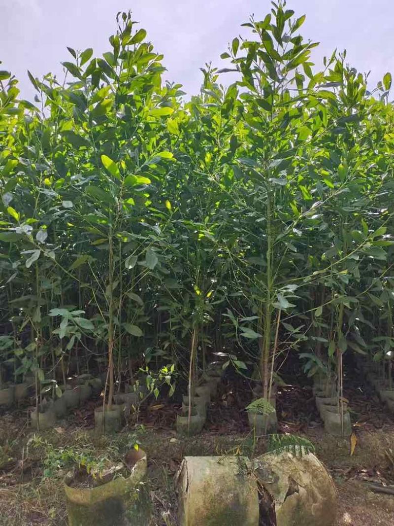 马占相思1-5分，基地直销，一手货源，大量低价出售