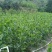 马占相思1-5分，基地直销，一手货源，大量低价出售