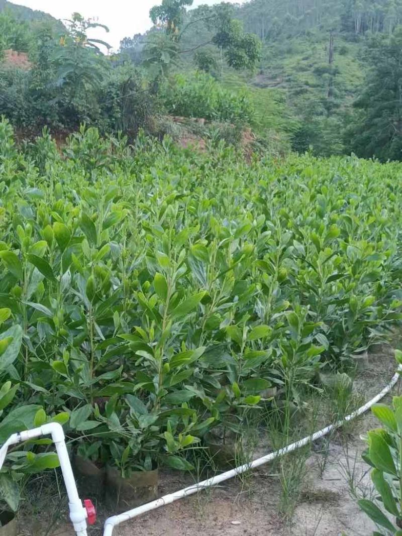 马占相思1-5分，基地直销，一手货源，大量低价出售