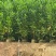 马占相思1-5分，基地直销，一手货源，大量低价出售