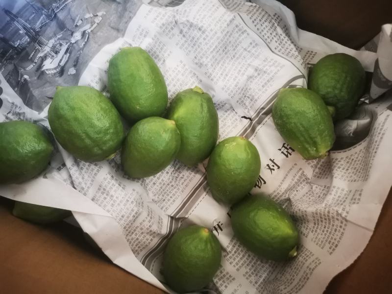 广东香水柠檬