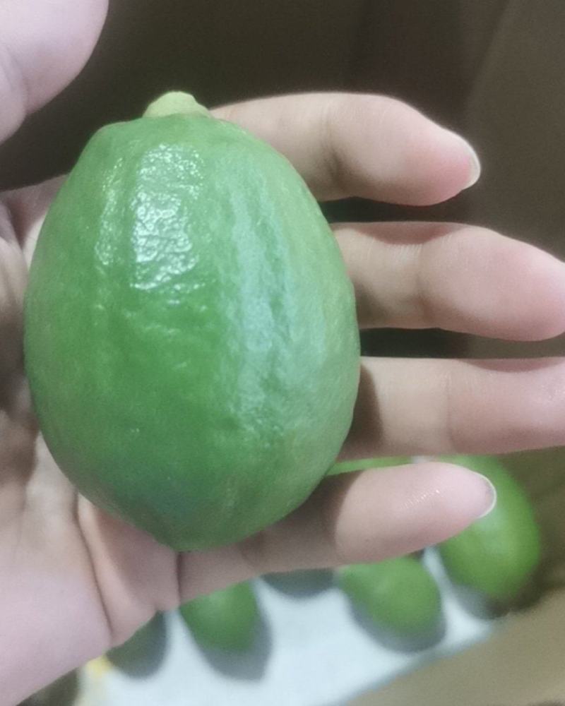 广东香水柠檬