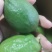 广东香水柠檬